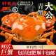 【活蟹】軒農(nóng)谷大青蟹鮮活大公螃蟹肉蟹海蟹中秋海鮮水產(chǎn)500g1只 【8兩-1斤3/只】兩只起售