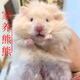 長(cháng)毛金絲熊活物已打疫苗小倉鼠長(cháng)毛熊稀有家養卷毛熊活體寵物 長(cháng)毛金絲熊【性別可備注】