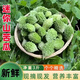 云南網(wǎng)紅迷你野生山苦瓜 新鮮現摘小苦瓜 燉湯清炒涼拌金鈴子包郵 2斤