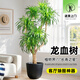 植男植女龍血樹(shù)綠植盆栽龍須樹(shù)室內辦公室客廳造型大型落地植物源頭直發(fā)