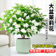 靜黛軒茉莉花盆栽帶花苞老樁室內陽(yáng)臺開(kāi)花好養活綠植物花卉四季花苗濃香 【花期帶花苞】精品茉莉花（綠色直筒豎紋盆）