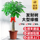 靜黛軒發(fā)財樹(shù)盆栽室內大型綠植客廳大盆栽喬遷開(kāi)業(yè)招財好養植物 【養死包賠】精品獨桿1.3-1.4m（原土盆 ） 含盆