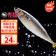 時(shí)寐東山島海捕巴浪魚(yú) 深海魚(yú)海鮮 行走的氨基酸 東山島直發(fā) 中秋食材 4斤12-20條