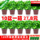 綠有意綠蘿盆栽室內(nèi)植物花卉綠植水培長藤垂吊大葉綠籮新房家用吸除甲醛 120#原盆盆吸水盆10盆裝+4肥 帶盆帶土發(fā)貨