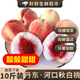 【現貨】丹東河口秋白桃 新鮮桃子銀白離核毛桃酸甜應季孕婦水果 【精選果】5斤裝|凈重4.5斤左右 現摘