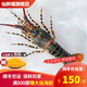 仙鮮福鮮活冷凍澳洲大龍蝦特大澳龍小青龍超大錦繡花龍蝦 海鮮中秋送禮 凈重3斤/只