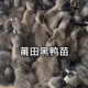 新店特惠（30只裝）鴨苗鴨子活苗小鴨活苗綠頭鴨大種麻鴨苗旱鴨雙 莆田黑鴨苗 15只裝送3備損