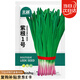 北蔬 韭菜種子苗寬葉紫紅根獨根紅四季蔬菜籽 紫根1號種子100g(大袋)