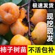 四川柿子苗甜脆柿子樹(shù)苗大樹(shù)水果樹(shù)苗木盆栽植物庭院南方北方種植 陽(yáng)豐脆柿 四年嫁接苗 1棵