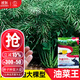 大禹華油999油菜種子油菜籽農科院出油高黃油菜雜交矮桿油原種批發(fā) 華油999油菜籽種子 100g2袋正宗
