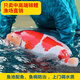 日本進(jìn)口純種錦鯉魚(yú)池高端紅白昭和大正三色錦鯉活體魚(yú)大型觀(guān)賞魚(yú) 25-29CM
