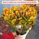 LZJV玉樹(shù)盆栽玉樹(shù)盆栽苗 客廳綠植盆景 大葉多肉植物多年生老樁 黃金花月 3年苗 不含盆