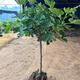 慕爾森無花果樹苗果苗大苗當(dāng)年結(jié)果矮化波姬紅果庭院盆栽地栽耐寒 【推薦】無花果2公分粗 原土發(fā)貨