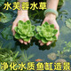 森悠（SARYOR）水芙蓉浮萍水草魚(yú)缸造景裝飾養魚(yú)養龜活體植物漂浮真水草凈化水質(zhì) 水芙蓉3顆【無(wú)需打理】 否
