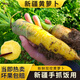 新疆特產(chǎn)冰糖心黃色胡蘿卜紅新鮮蔬菜生吃水果抓飯農家自種非有機 新疆手抓飯黃蘿卜5斤