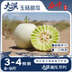 京鮮生 大漠蜜瓜系列 大漠玉菇甜瓜凈重8-9斤 3-4粒 單果2斤起 源頭直發(fā)
