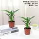 愛(ài)琴灣吸甲醛植物大葉金鉆綠公主盆栽室內辦公室水培盆景花卉好養綠蘿 【買(mǎi)一送一】2份吸毒王+基地種植原盆 整體高度20-25/單株綠公主