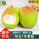 南步河北香梨【新品種】新梨七號(hào)古樹(shù)脆雪梨翠冠梨香酥梨子新鮮水果 3斤 精選大果【單果150g+】