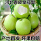 京倉(cāng)好果正宗河北青皮皇冠梨趙縣特產(chǎn)【現(xiàn)貨速發(fā)】翠冠梨生鮮水果果皮偏黃 凈重4.5斤（單果200G+)