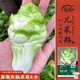 壽禾 兒菜種子苗四川芥菜榨菜秋季蔬菜種籽 濰育肥翠兒菜種子25g
