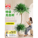 歐芽  龍血樹客廳綠植多頭龍須樹龍鐵樹客廳綠植室內(nèi)大型龍血樹植物盆 雙層龍血樹1.2-1.4m【聚寶盆】 含盆
