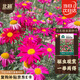 北蔬 除蟲菊花種子苗防蚊蟲家庭四季盆栽花種籽 混色除蟲菊種子500粒