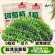 云山半鹽漬海葡萄100g*2即食兒童涼拌菜魚(yú)子醬火鍋商家用贈4種蘸料海藻