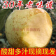 當季現摘野生大沙河金帥蘋(píng)果孕婦酸甜脆新鮮青蘋(píng)果丑水果整箱10斤 9斤 80mm(含)-85mm(不含) 精選大果