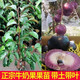 越南牛奶果樹(shù)嫁接苗星蘋(píng)果紫龍860 金星果牛奶果樹(shù)苗庭院盆栽地栽 牛奶果三年苗 50cm(含)-60cm(不含)