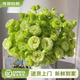 云南鮮花批發(fā)品質(zhì)玫瑰百合水養鮮切花送女友水養鮮花源頭直發(fā) 綠色洋桔梗200g 【任選2件—不收運費】