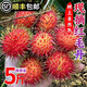 【順豐】海南紅毛丹毛荔枝 新鮮水果應季熱帶水果大果 老樹(shù)大果 3斤
