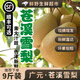 【順豐可選】蒼溪雪梨 四川廣元黃皮梨大果應季新鮮水果現摘整箱 【蒼溪雪梨】6斤|5-6枚（發(fā)普快）
