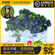 新鮮東北龍葵果買(mǎi)一斤黑贈一兩黃悠悠黑天天甜星星黑呦回憶菇娘果 500g一斤紫龍葵果