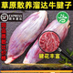 順豐冷鏈牛腱子5斤整切黃牛肉腱子鎖鮮牛腱肉牛腿肉生牛肉牛腩 黃牛腱5斤