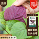 北蔬 紫蘇種子種苗食用蘇子葉蔬菜種籽 平葉紫蘇(雙色)種子5g約1200粒