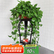安爾雅  歐式鐵藝陽(yáng)臺(tái)花架花盆多層客廳室內(nèi)外綠蘿吊蘭花盆架加厚花架子