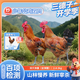 三德子好甄選少年雪山草雞 雙只【贈清蒸雞1只 到手三只】散養(yǎng)生態(tài)雞走地雞肉 凈重6.2斤-8.4斤