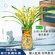 劉閣蘭花水培黃金香水蘭花苗室內植物濃香建蘭耐寒花卉 3苗裸根源頭直發(fā) 