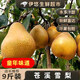 果益壽四川廣元蒼溪雪梨新鮮現摘孕婦水果施家梨大梨子黃皮梨黃金梨 蒼溪雪梨 小果6枚  凈重6斤 果園直發(fā)