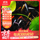 百綸木千觀(guān)背青鳉觀(guān)賞魚(yú)小型冷水魚(yú)食蚊魚(yú)不打氧吃蚊子魚(yú)新手好養耐活 精品成魚(yú)混色2-3cm10條+2備損