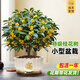 靜黛軒桂花樹(shù)苗四季桂盆栽濃香型可食用室內花卉植物庭院綠植物陽(yáng)臺好養 四季桂60-70cm（招財進(jìn)寶-圓白）送營(yíng)養液 含盆