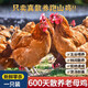 【順豐包郵】散養跑山雞新鮮老母雞土雞燉湯生鮮凈膛燉湯滋補食材 黃油老母雞一只 2.1-2.5斤/只