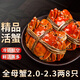 【活蟹】絕對鮮森大閘蟹鮮活螃蟹去繩足重全母蟹現貨特大湖蟹禮盒 精選大閘蟹*全母蟹2.0-2.3兩8只
