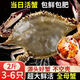【鮮活發(fā)貨】尚致青島梭子蟹鮮活螃蟹梭子蟹活蟹海蟹飛蟹中秋禮盒 【全母帶黃】超大2斤(3-6只)