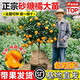 砂糖橘樹(shù)苗嫁接苗皇帝柑樹(shù)苗南豐蜜橘苗無(wú)籽砂糖橘苗盆栽地栽果樹(shù) 砂糖桔(熱賣(mài)品種) 四年苗