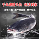 歡之婧 千島湖胖頭魚活魚 鳙魚花鰱大頭魚包頭魚鮮活水產(chǎn)大魚頭 5斤一條【鮮活打氧發(fā)貨】