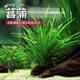 臨雅魚(yú)缸真水草水培植物造景凈水菖蒲水養龜缸水生好養耐活綠植盆栽 精選石菖蒲(10-15棵)