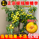 蜂糖李子樹(shù)苗南北方種植嫁接錢(qián)排三華李樹(shù)苗特大早晚熟當年結果樹(shù) 1.5-2公分粗 嫁接李子樹(shù)苗【品種備注】