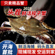 【鮮活發(fā)貨】舟山梭子蟹活蟹鮮活螃蟹公蟹飛蟹中秋送禮海鮮水產(chǎn) 【品質(zhì)鮮肥】4-6兩/只 4斤(凈重) 順豐空運(yùn) 充氧冰袋 極致保鮮