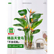 蘇瀝水培天堂鳥(niǎo)植物室內好養小型懶人辦公室桌面綠植花卉鶴 水培天堂鳥(niǎo)30-40厘米 3顆（送營(yíng)養液）不含盆
